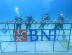 BNI Wilayah 11 Manado Transplantasi 1.946 Bibit Terumbu Karang Pantai Pulisan