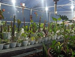 Alocasia Sulut Diminati Masyarakat Jerman, 100 Batang Langsung Dikirim