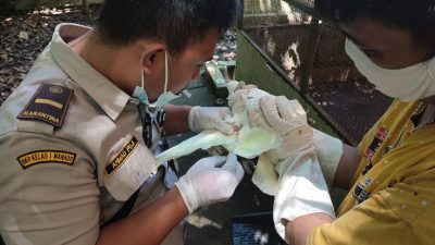 Karantina Pertanian Manado dan BKSDA Sulut Translokasi 107 Satwa Endemik Papua