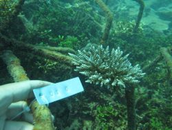 Transformasi Pilar Green, PLN Kembangkan 32 Kawasan Konservasi Flora Fauna