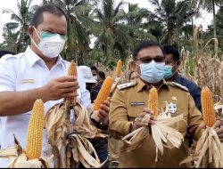 Pemkab Imbau Masyarakat Talaud Pasang Bendera Merah Putih