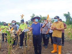 Bupati Talaud Panen Jagung dan Kacang di Rainis