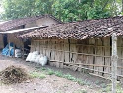 Kisah Ibu Guru di Ngawi Tinggal Serumah dengan Enam Ekor Kambing
