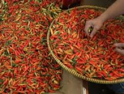 Harga Rica di Sulut Meroket, Kadis Pertanian dan Peternakan Bilang Gegara Elnino