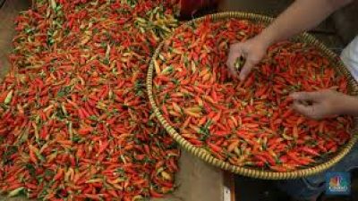 Harga Rica di Sulut Meroket, Kadis Pertanian dan Peternakan Bilang Gegara Elnino