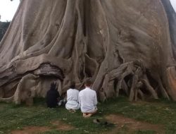 Bule Rusia Lakukan Ritual Minta Maaf Usai Foto Telanjang di Pohon Sakral Tabanan