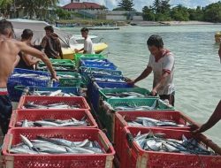Talaud Miliki 44 Jenis Ikan dengan Nilai Produksi Ratusan Miliar per Tahun