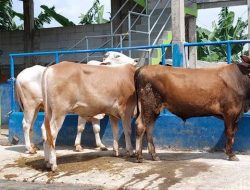 Hasil Sidang Isbat Putuskan Idul Adha 10 Juli 2022