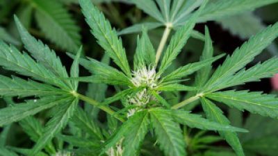 Thailand Legalkan Ganja, Apa Tujuannya?