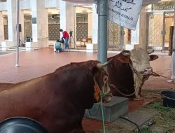 Jokowi Sumbang Sapi Kurban Berat 1,15 Ton ke Masjid Istiqlal