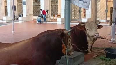 Jokowi Sumbang Sapi Kurban Berat 1,15 Ton ke Masjid Istiqlal
