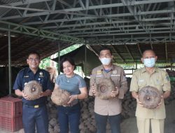 Bea Cukai Sulbagtara Tinjau Pabrik Pengolahan Porang di Minut
