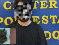 Warga Asal Halmahera Utara Diamankan Polresta Manado Gegara Pesan Ganja