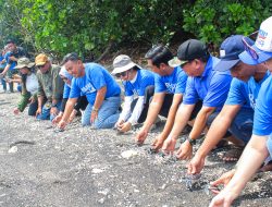 Hotel Aston Manado dan BKSDA Sulut Lepas 78 Bayi Penyu Laut ke Habitat Alami