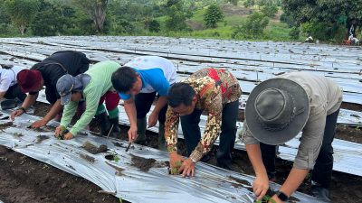 Sinergi BI dengan Poktan Wanita Tani Maju Bersama Tanam Ribuan Pohon Cabai di Minsel