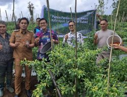 BI Sulut dan Poktan Sukoi Rabbit Tomohon Panen Perdana Cabai Rawit
