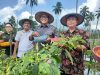 Panen di Manado dan Minut, Kolaborasi BI dan Petani Hortikultura Tuai Hasil Positif