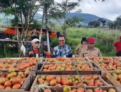 BI Bersama Gapoktan Kelelondey Makmur Panen Tomat Tekan inflasi
