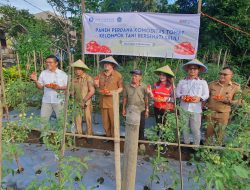 Panen Tomat Poktan Bersehati, BI Jaga Inflasi di Sitaro