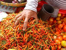 Harga Rica dan Tomat di Manado Melambung