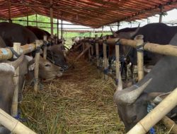 Pedagang Kurban Minta Lahan Khusus: Biar Gak Dipalak Ormas