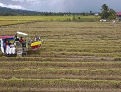 Pupuk Subsidi Sudah Tersalurkan di Kendari, Begini Cara tebusnya