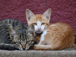 Puluhan Ribu Kucing Liar di Jakarta Bakal Disteril, Ini Tujuannya!