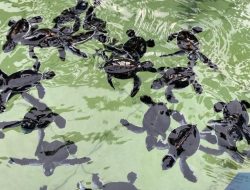 Telur Penyu di Pulau Sangalaki Masih Jadi Incaran Pencuri