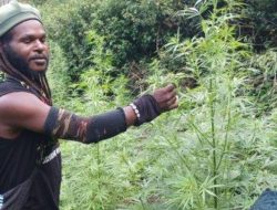 Keponakan Pemimpin KKB Egianus Kogoya Tewas dalam Baku Tembak, Ganja Hasil Panen Ikut Disita