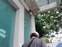 Warga Kemanggisan “Diserbu” Ulat Bulu Saat Tidur
