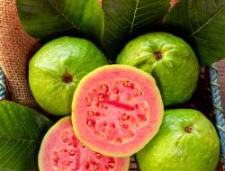 Jus Jambu Biji Merah untuk DBD? Dokter Tegaskan Belum Ada Bukti Ilmiah!