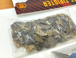 Bareskrim Gagalkan Penjualan Sisik Tenggiling, 30,5 Kg Barang Bukti Disita