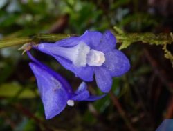 Flora Langka Anggrek Biru Raja Ampat Butuh Perlindungan Extra!