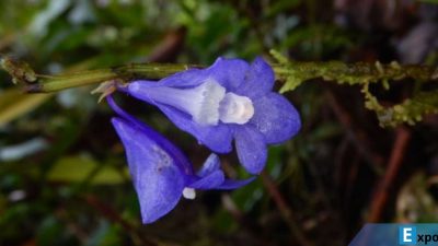 Flora Langka Anggrek Biru Raja Ampat Butuh Perlindungan Extra!