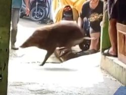 Resah Warga Pejaten: Babi Hutan Kembali Kabur dari Animal Shelter, Warga Minta Tempat Ini Ditutup!