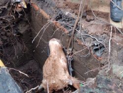 Sapi Kurban Terperosok ke Sumur Resapan di Kemayoran, simak lengkapnya
