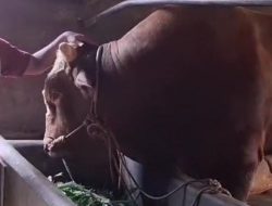 Sapi Seberat Hampir 1 Ton Asal Kendal Jadi Hewan Kurban Presiden Prabowo