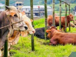 Ratusan Sapi idap Cacing Hati di Bantul, Sapi Prabowo gimana?