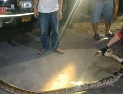 Ular Piton 4 Meter Gegerkan Warga Sragen, Berhasil Dievakuasi dari Selokan Rumah