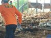Kandang Ayam di Brebes Ambruk! Peternak Hilang Tertimbun