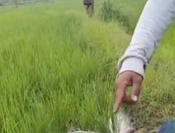 Tragedi Berdarah di Bone! Petani Tewas Dibunuh Tetangga Sendiri