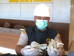 Gila! 777 Kg Sarang Walet Sumbawa Ludes di Pasar Nasional