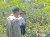 Pria di Boyolali Tewas Tersetrum Listrik Saat Tebang Pohon Alpukat