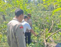 Pria di Boyolali Tewas Tersetrum Listrik Saat Tebang Pohon Alpukat