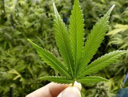 Heboh! 80.000 Warga Aceh Terjebak Narkoba, Ganja Jadi ‘Raja’