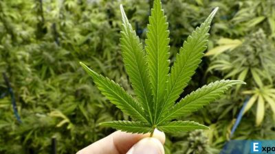 Heboh! 80.000 Warga Aceh Terjebak Narkoba, Ganja Jadi ‘Raja’