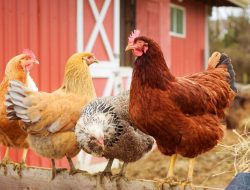 Pengusaha Jual Ayam Rp18.000, Peternak Terancam Bangkrut