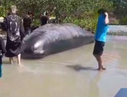 Paus Raksasa 11,2 Meter Mati Terdampar dengan Luka Misterius