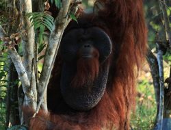 Pertamina Group Bangun “Surga” Orang Utan di Kalimantan Timur