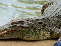 Pria di Lembata Tewas Diterkam Buaya Saat Menyuluh Ikan
